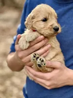 Buzz F1 Standard Male, a male Goldendoodle for sale in Knoxville, TN – Photo 1 of 3