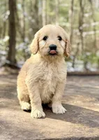 Buzz F1 Standard Male, a male Goldendoodle for sale in Atlanta, GA – Photo 2 of 3