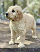 Buzz F1 Standard Male, a male Goldendoodle for sale in Atlanta, GA – Photo 3 of 3