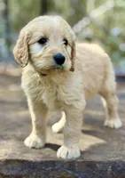 Buzz F1 Standard Male, a male Goldendoodle for sale in Atlanta, GA – Photo 1 of 3