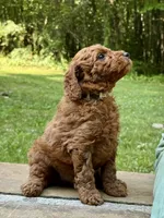 Mickey - F1b mini boy, a male Goldendoodle and Miniature Goldendoodle for sale in Nashville, TN – 2 of 4