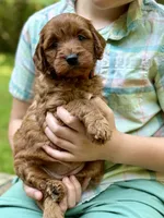 Daisy - F1b mini girl, a female Goldendoodle and Miniature Goldendoodle for sale in Nashville, TN – 3 of 3