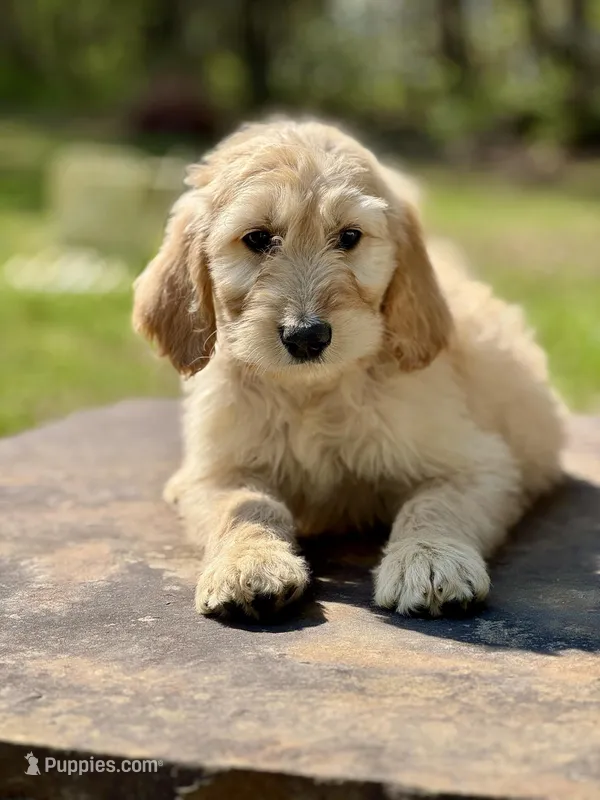 Sarge F1 Standard Male - Started Training – Goldendoodle puppy for sale in Knoxville, TN