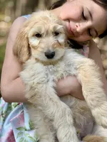 Sarge F1 Standard Male - Started Training, a male Goldendoodle for sale in Knoxville, TN – Photo 3 of 3