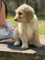 Sarge F1 Standard Male - Started Training, a male Goldendoodle for sale in Knoxville, TN – Photo 2 of 3