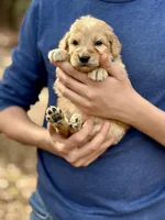 Sarge F1 Standard Male, a male Goldendoodle for sale in Knoxville, TN – Photo 2 of 4