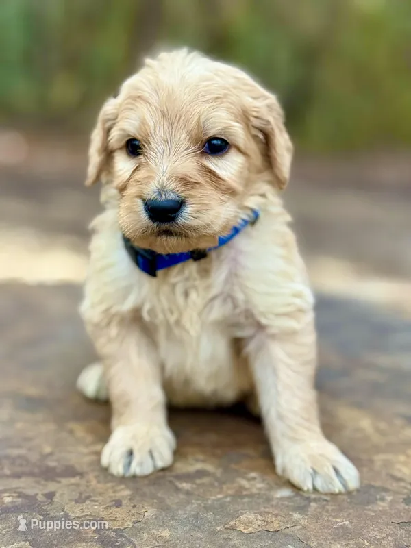 Sarge F1 Standard Male – Goldendoodle puppy for sale in Knoxville, TN