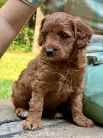 Lady - F1b mini girl, a female Goldendoodle and Miniature Goldendoodle for sale in Nashville, TN – 3 of 3