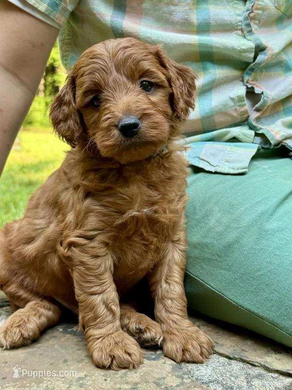 Goofy - F1b mini boy – Goldendoodle, Miniature Goldendoodle puppy for sale in Nashville, TN