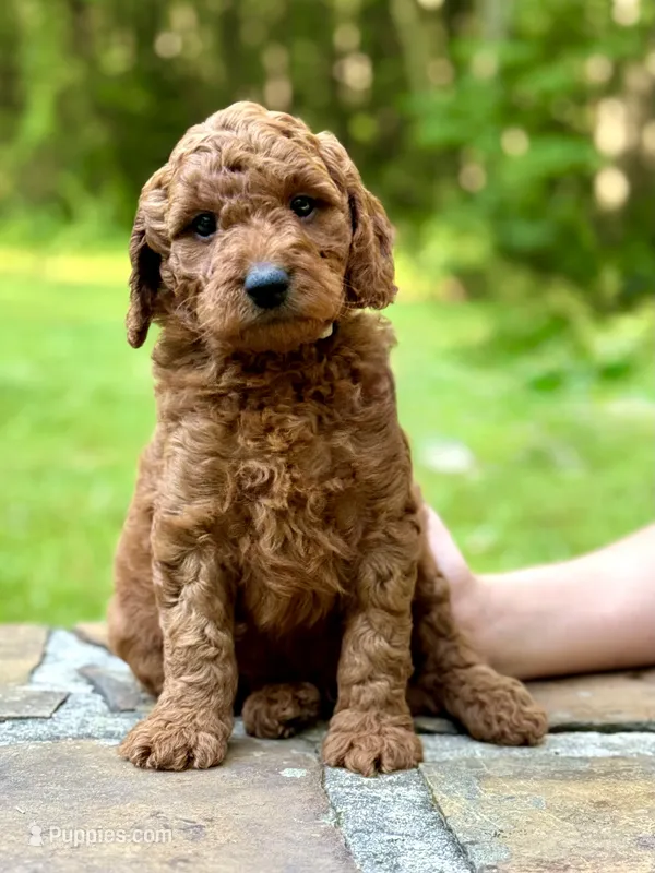 Mickey - F1b mini boy – Goldendoodle, Miniature Goldendoodle puppy for sale in Nashville, TN