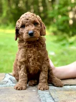 Mickey - F1b mini boy, a male Goldendoodle and Miniature Goldendoodle for sale in Nashville, TN – 1 of 4