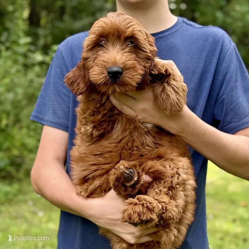 Daisy - F1b mini girl – Goldendoodle, Miniature Goldendoodle puppy for sale in Nashville, TN