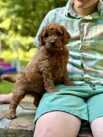 Mickey - F1b mini boy, a male Goldendoodle and Miniature Goldendoodle for sale in Nashville, TN – 4 of 4