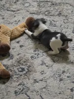 Rosco, a male Rat Terrier for sale in Lakeland, FL – 2 of 6
