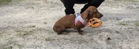 Sadie mae, a female Miniature Dachshund for sale in Tampa, FL – 3 of 4