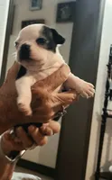 Lexi , a female Boston Terrier for sale in Tampa, FL – 3 of 3