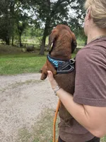 Eeyore, a male Miniature Dachshund for sale in Tampa, FL – 2 of 3