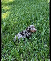 Camo, a male Miniature Dachshund for sale in Lakeland, FL – 2 of 2