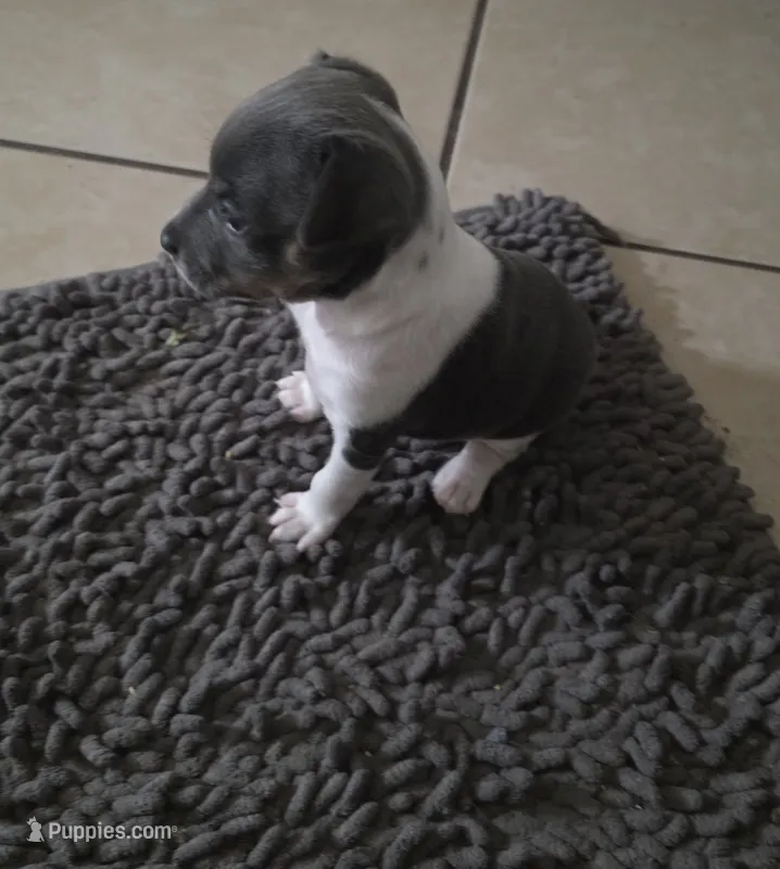 Rosco – Rat Terrier puppy for sale in Lakeland, FL