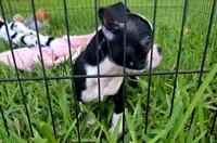 Trixie, a female Boston Terrier for sale in Gainesville, FL – 4 of 6