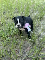 Peaches, a female Boston Terrier for sale in Tampa, FL – 3 of 3