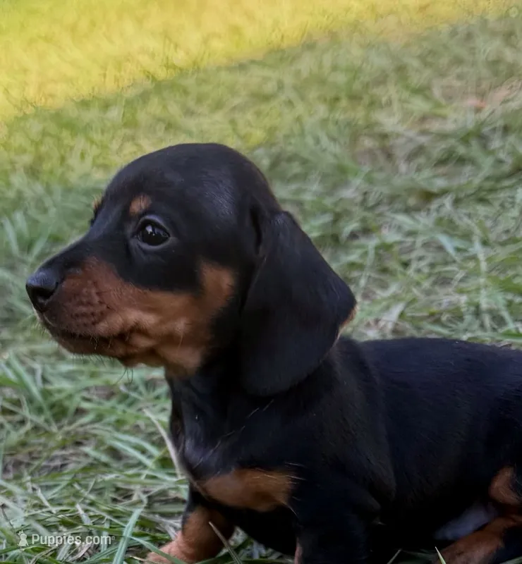 Jewel – Miniature Dachshund puppy for sale in Lakeland, FL