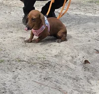 Sadie mae, a female Miniature Dachshund for sale in Tampa, FL – 2 of 4
