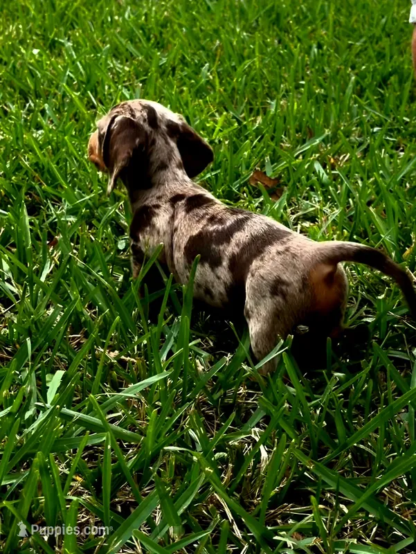 Camo – Miniature Dachshund puppy for sale in Lakeland, FL