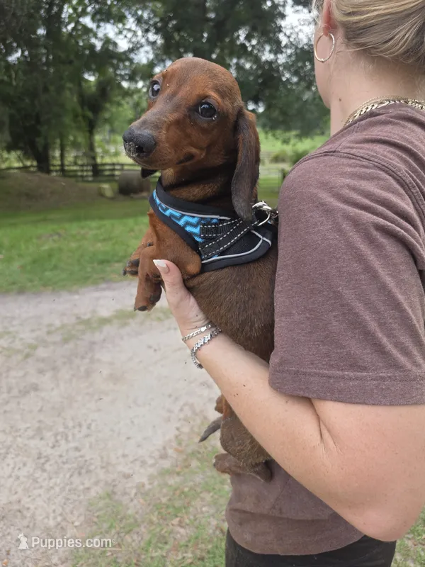 Eeyore – Miniature Dachshund puppy for sale in Tampa, FL