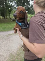 Eeyore, a male Miniature Dachshund for sale in Tampa, FL – 1 of 3