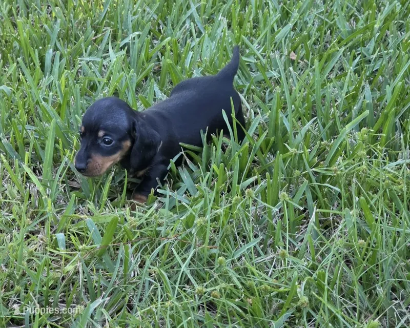 Jewel – Miniature Dachshund puppy for sale in Lakeland, FL
