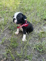Lucy, a female Boston Terrier for sale in Lakeland, FL – 2 of 2