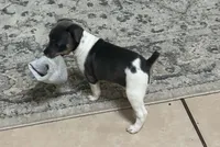Rosco, a male Rat Terrier for sale in Lakeland, FL – 5 of 6