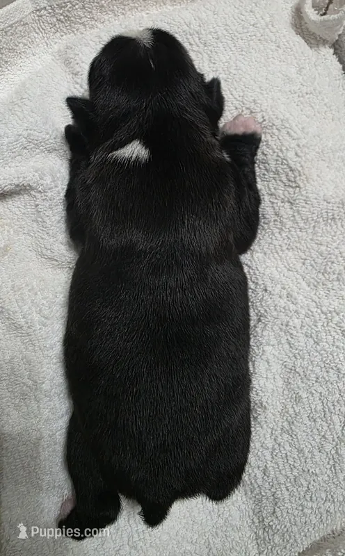 Peaches, a female Boston Terrier for sale in Lakeland, FL – 1 of 4