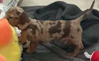 Camo, a male Miniature Dachshund for sale in Lakeland, FL – 2 of 2