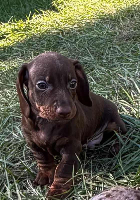 Sniper – Miniature Dachshund puppy for sale in Lakeland, FL