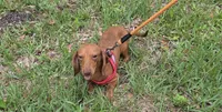 Gizmo, a male Miniature Dachshund for sale in Tampa, FL – 4 of 6