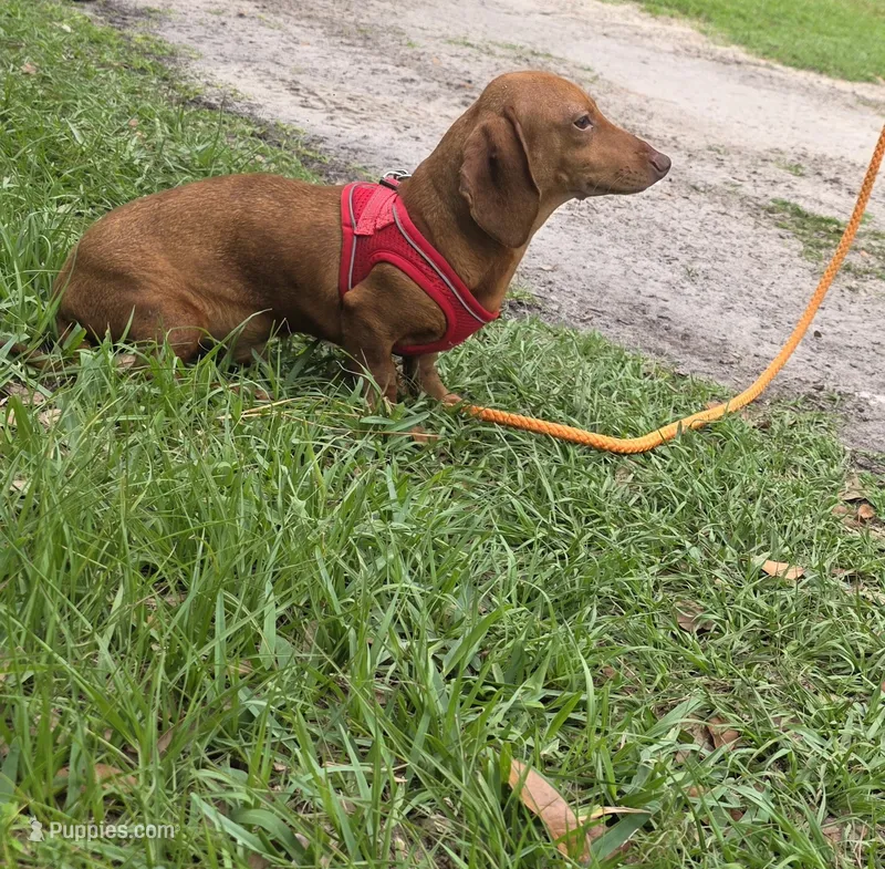 Gizmo – Miniature Dachshund puppy for sale in Tampa, FL