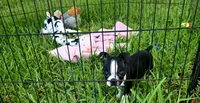 Trixie, a female Boston Terrier for sale in Gainesville, FL – 3 of 6