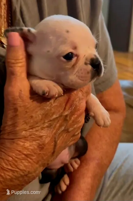 Lexi  – Boston Terrier puppy for sale in Lakeland, FL