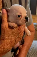 Lexi , a female Boston Terrier for sale in Tampa, FL – 2 of 3