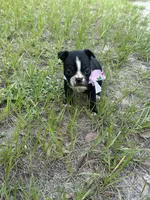 Peaches, a female Boston Terrier for sale in Tampa, FL – 2 of 3