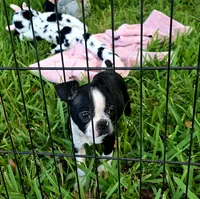 Trixie, a female Boston Terrier for sale in Gainesville, FL – 2 of 6