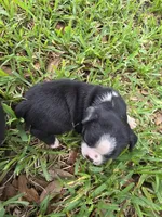 Trixie, a female Boston Terrier for sale in Lakeland, FL – 3 of 3