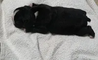 Peaches, a female Boston Terrier for sale in Lakeland, FL – 4 of 4
