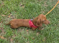 Gizmo, a male Miniature Dachshund for sale in Tampa, FL – 6 of 6