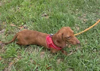 Gizmo, a male Miniature Dachshund for sale in Tampa, FL – 3 of 6