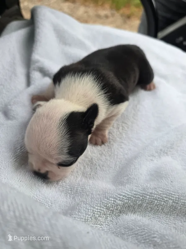 Lexi hold – Boston Terrier puppy for sale in Lakeland, FL