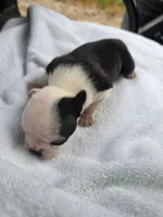 Lexi, a female Boston Terrier for sale in Lakeland, FL – 2 of 2