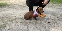 Sadie mae, a female Miniature Dachshund for sale in Tampa, FL – 4 of 4